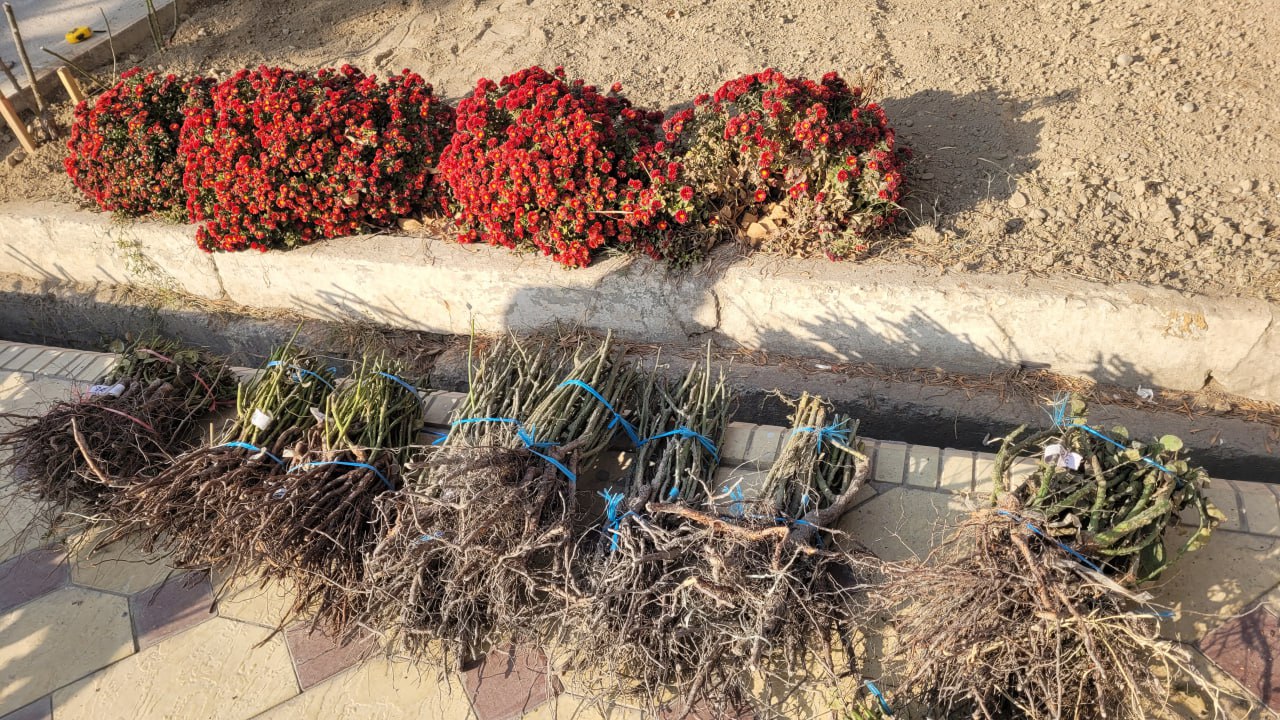 Namangan davlat pedagogika institutida ko‘kalamzorlashtirish ishlari avjida!